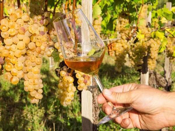 Draga Miklus Italian Winemakers Natural Wine Festival A'dam