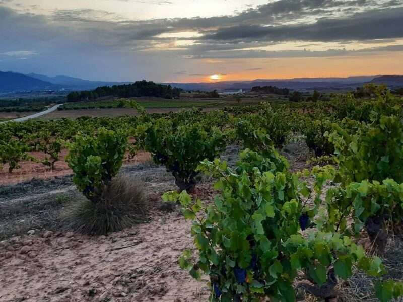 Artesano Vintners Spanish Winemakers Natural Wine Festival A'dam