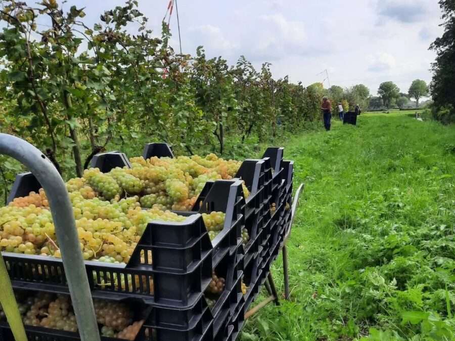 Wijndomein Oude Waalstroom Dutch Winemakers Natural Wine Festival A'dam